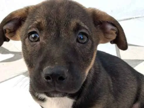Cachorro ra a Indefinido idade 2 a 6 meses nome Ted