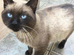 Gato raça  idade 1 ano nome Jessey 
