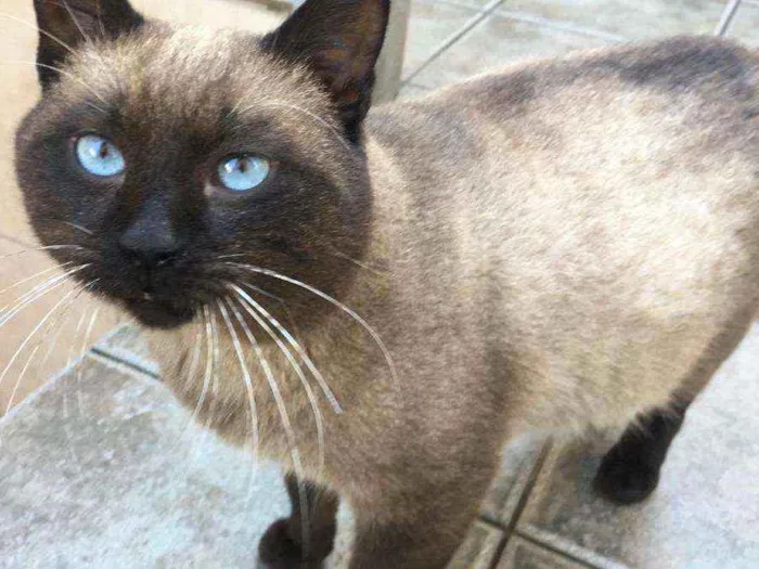 Gato ra a  idade 1 ano nome Jessey 