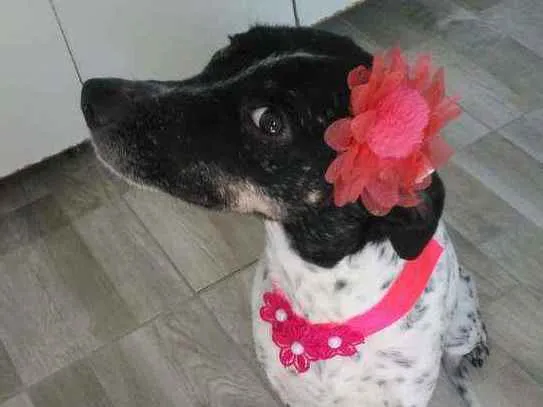 Cachorro ra a Srd idade 1 ano nome Docinho