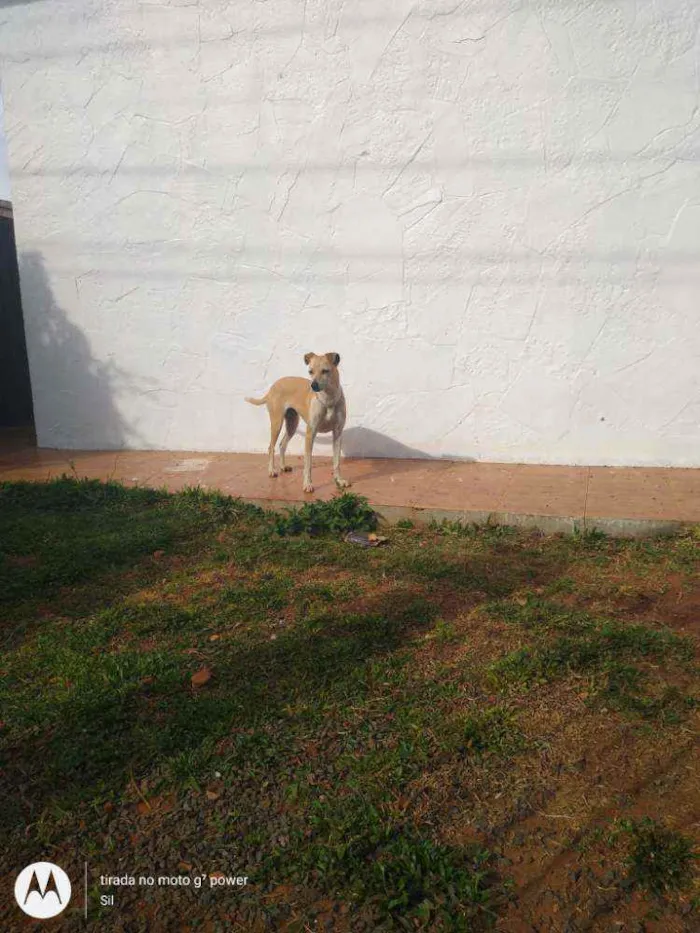 Cachorro ra a Srd idade 5 anos nome Menina