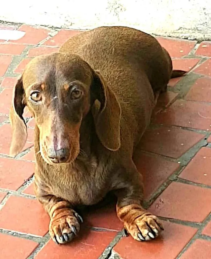Cachorro ra a Dachshund  idade 5 anos nome Lolla e Otávio