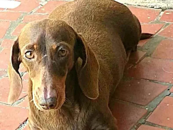 Cachorro ra a Dachshund  idade 5 anos nome Lolla e Otávio