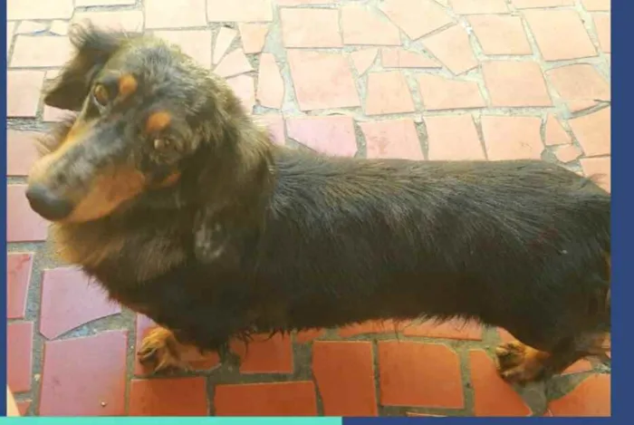 Cachorro ra a Dachshund  idade 5 anos nome Lolla e Otávio