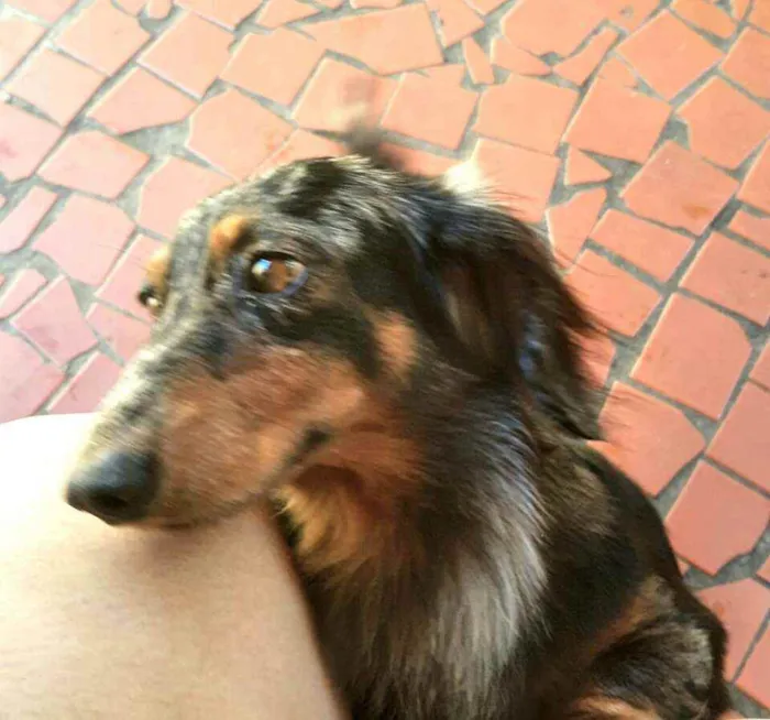 Cachorro ra a Dachshund  idade 5 anos nome Lolla e Otávio