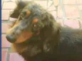 Lolla e Otávio