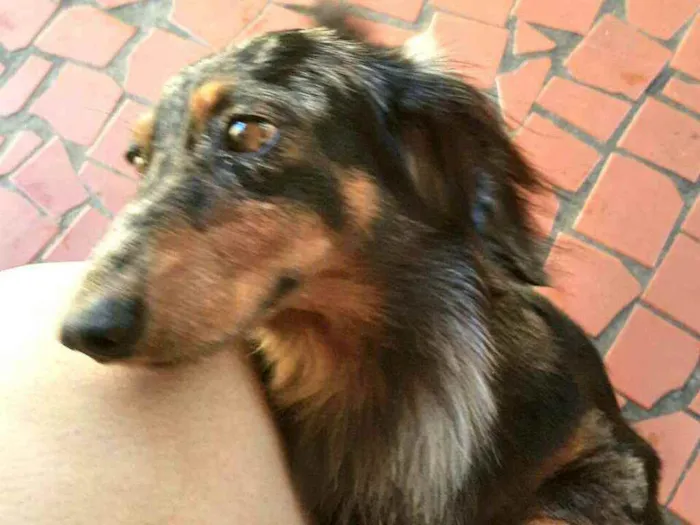 Cachorro ra a Dachshund  idade 5 anos nome Lolla e Otávio