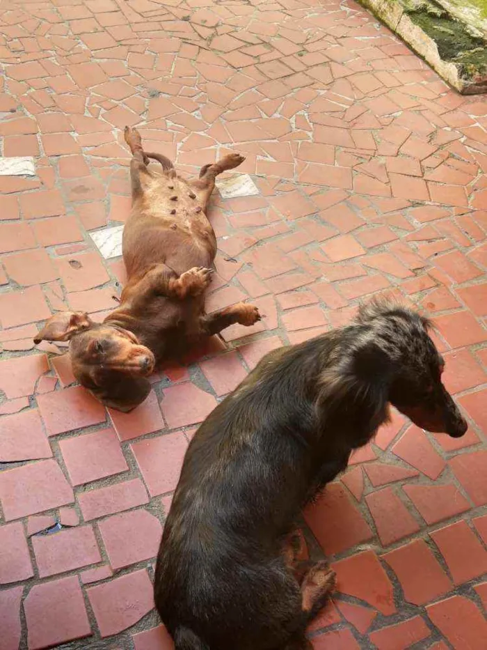 Cachorro ra a Dachshund  idade 5 anos nome Lolla e Otávio