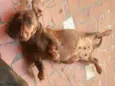 Lolla e Otávio