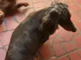 Lolla e Otávio