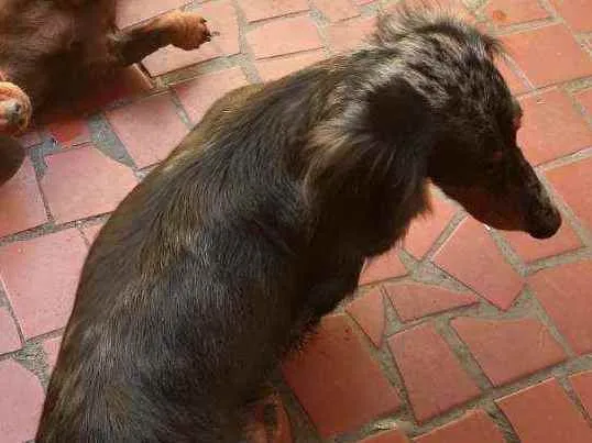 Cachorro ra a Dachshund  idade 5 anos nome Lolla e Otávio