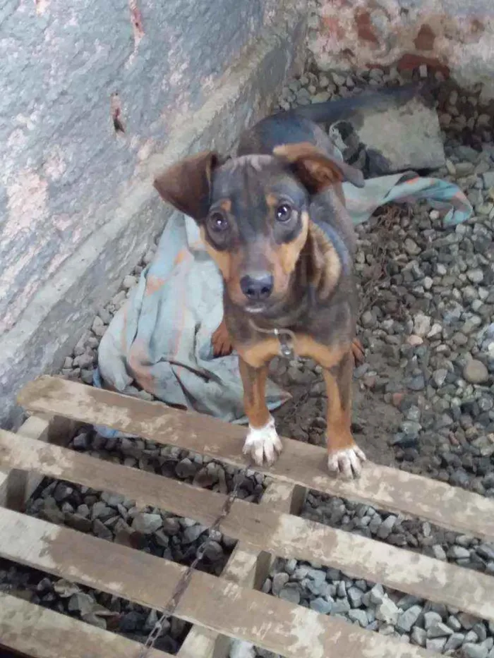 Cachorro ra a Cooker com pinther idade 2 a 6 meses nome Mileid