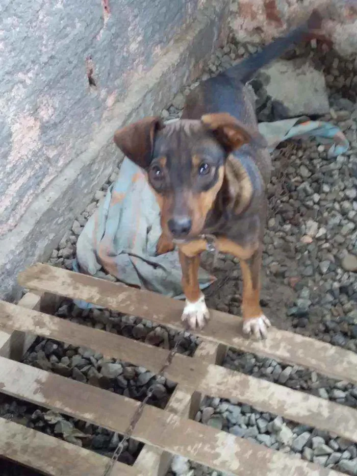 Cachorro ra a Cooker com pinther idade 2 a 6 meses nome Mileid