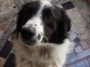 Cachorro raça Bodercole idade 1 ano nome Píah