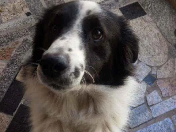 Cachorro ra a Bodercole idade 1 ano nome Píah