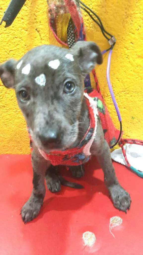 Cachorro ra a  idade 2 a 6 meses nome Doriana filhote 