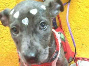 Cachorro raça  idade 2 a 6 meses nome Doriana filhote 
