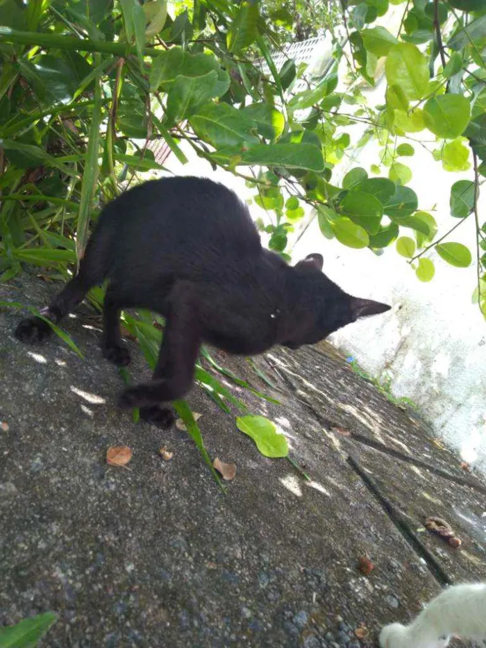 Gato raça SRD idade 7 a 11 meses nome Sem Nome