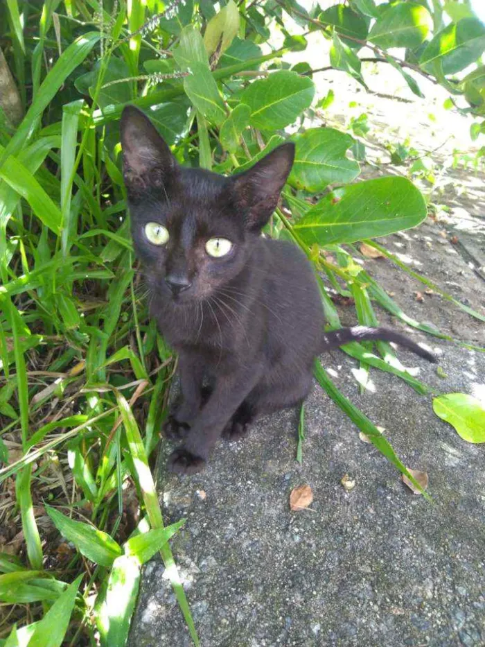 Gato raça SRD idade 7 a 11 meses nome Sem Nome