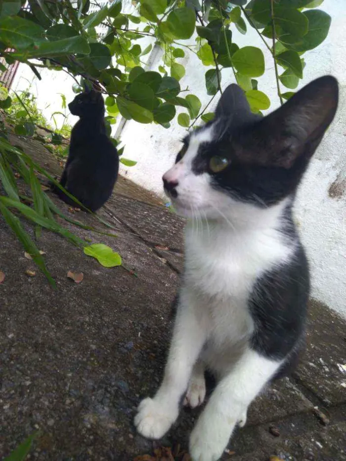 Gato raça SRD idade 7 a 11 meses nome Sem Nome