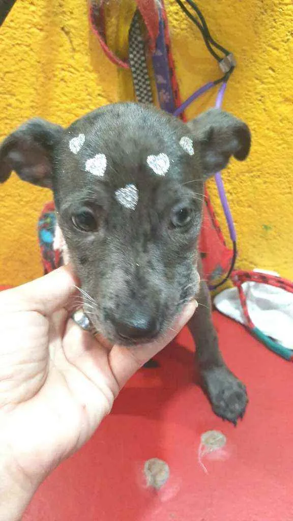 Cachorro ra a  idade 2 a 6 meses nome Doriana filhote 