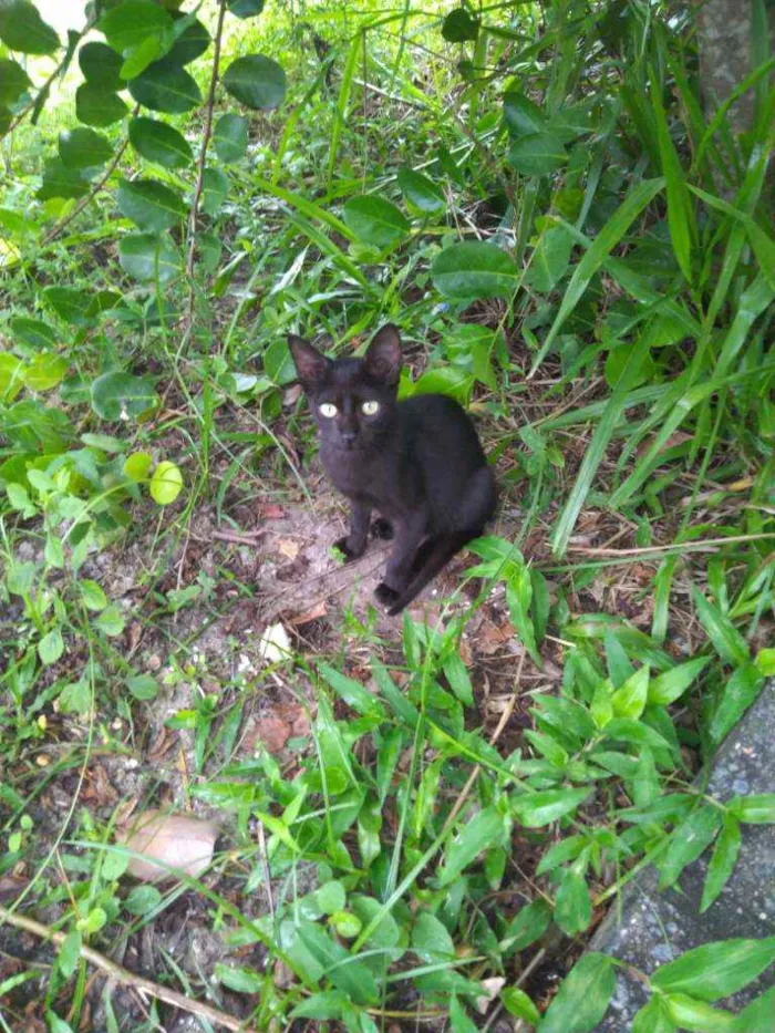 Gato raça SRD idade 7 a 11 meses nome Sem Nome