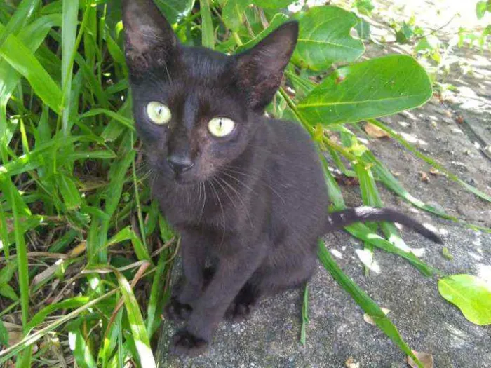 Gato raça SRD idade 7 a 11 meses nome Sem Nome