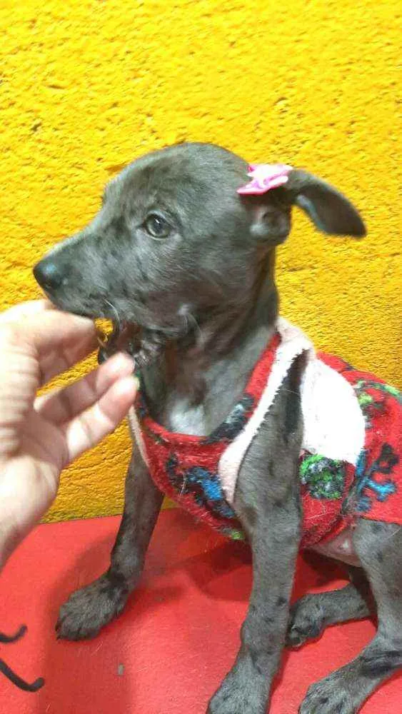 Cachorro ra a  idade 2 a 6 meses nome Doriana filhote 