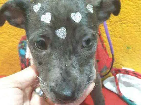 Cachorro ra a  idade 2 a 6 meses nome Doriana filhote 