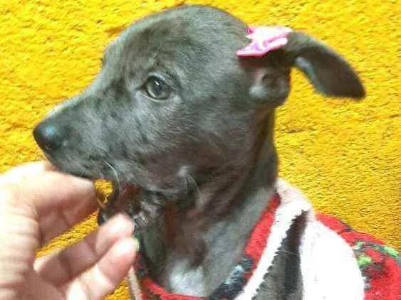 Cachorro ra a  idade 2 a 6 meses nome Doriana filhote 