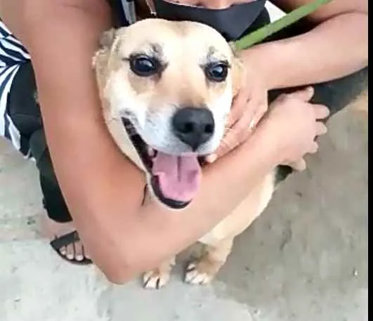 Cachorro ra a  idade 2 anos nome Linda
