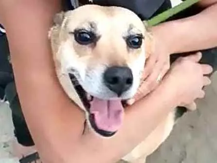 Cachorro ra a  idade 2 anos nome Linda