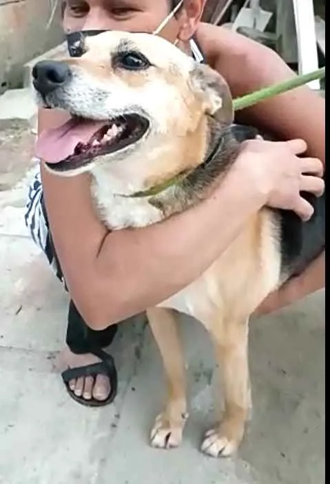 Cachorro ra a  idade 2 anos nome Linda