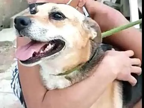 Cachorro ra a  idade 2 anos nome Linda