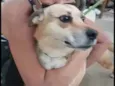 Linda