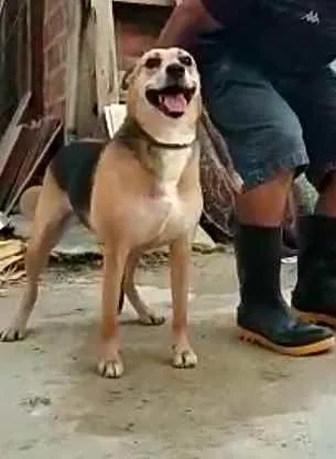 Cachorro ra a  idade 2 anos nome Linda