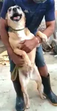 Linda
