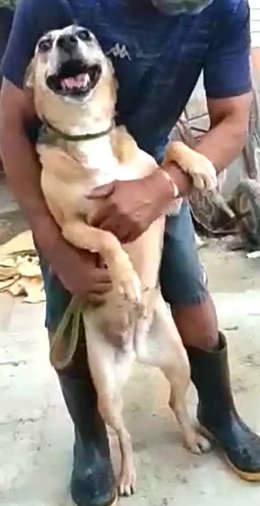 Cachorro ra a  idade 2 anos nome Linda