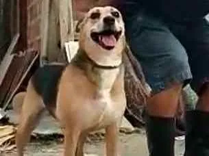 Cachorro ra a  idade 2 anos nome Linda