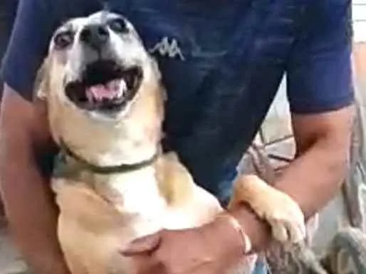 Cachorro ra a  idade 2 anos nome Linda