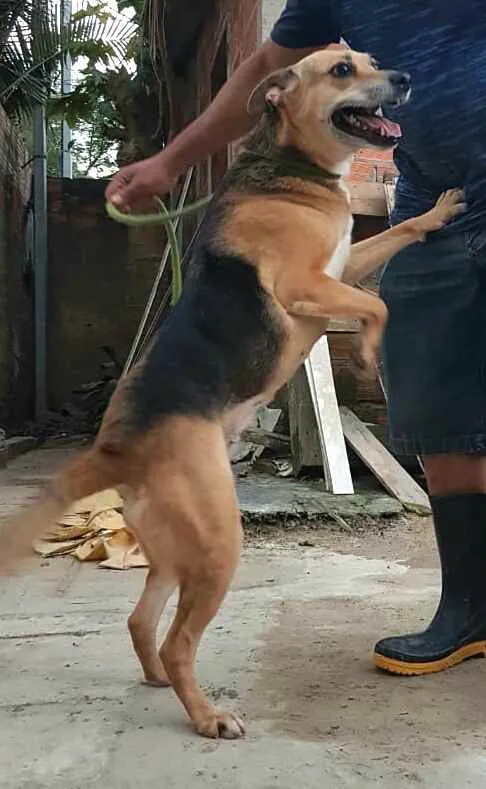 Cachorro ra a  idade 2 anos nome Linda