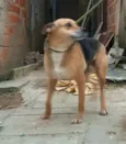 Linda