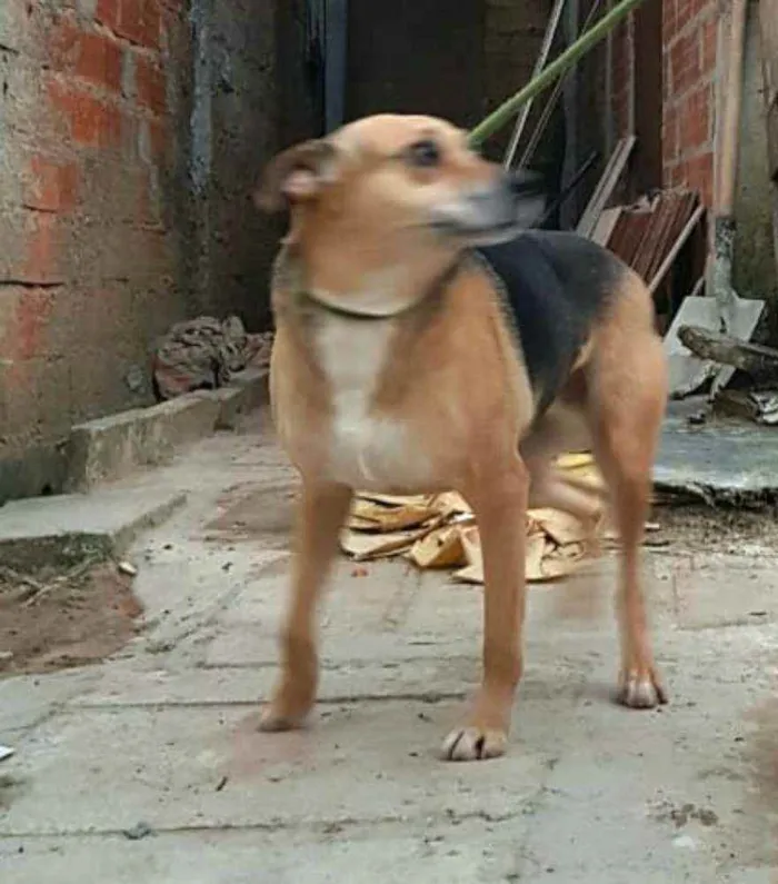 Cachorro ra a  idade 2 anos nome Linda