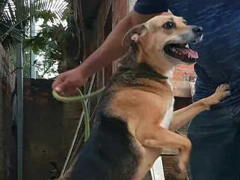 Cachorro ra a  idade 2 anos nome Linda