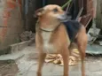 Linda