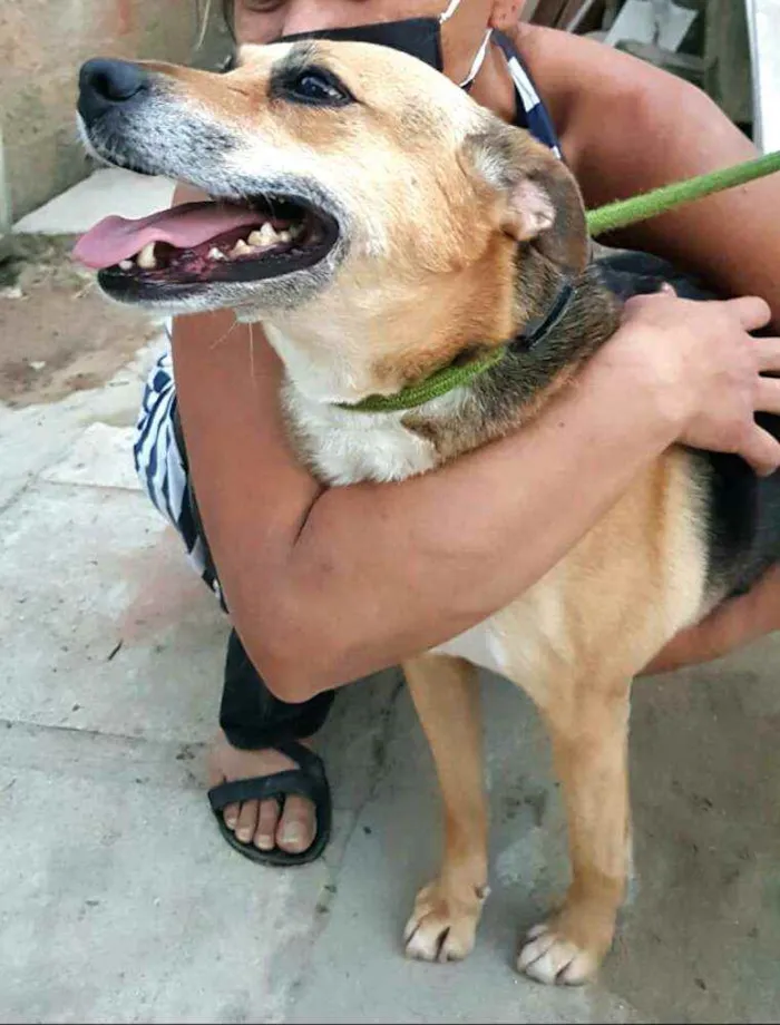 Cachorro ra a  idade 2 anos nome Linda