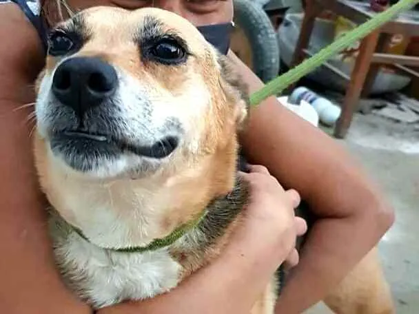 Cachorro ra a  idade 2 anos nome Linda