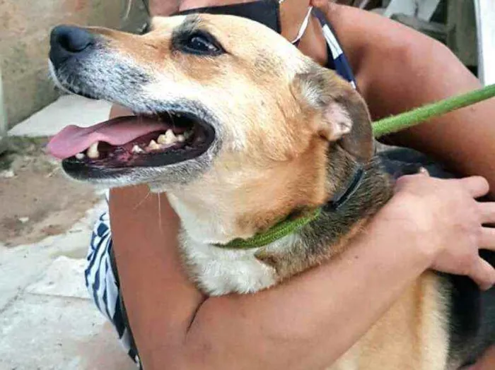 Cachorro ra a  idade 2 anos nome Linda