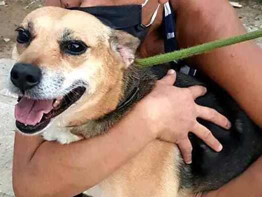 Cachorro ra a  idade 2 anos nome Linda