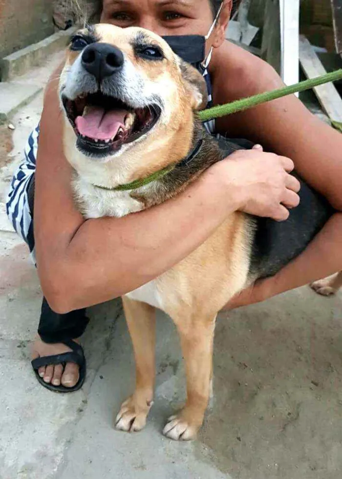 Cachorro ra a  idade 2 anos nome Linda
